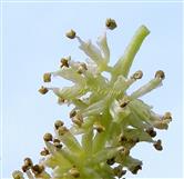  Male flowers